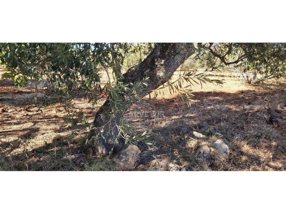 Terreno rústico, em zona agrícola, Ribeira de Alte, Paderne, Albufe...