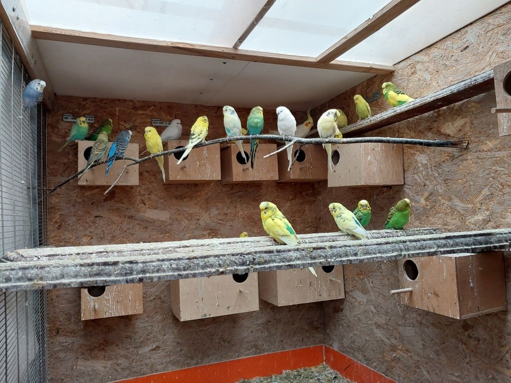 Papugi faliste sprzedam