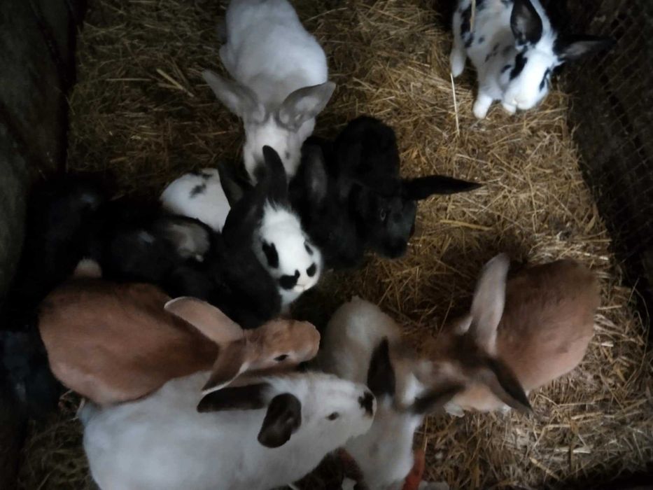 Króliki Pstrągowa i okolice