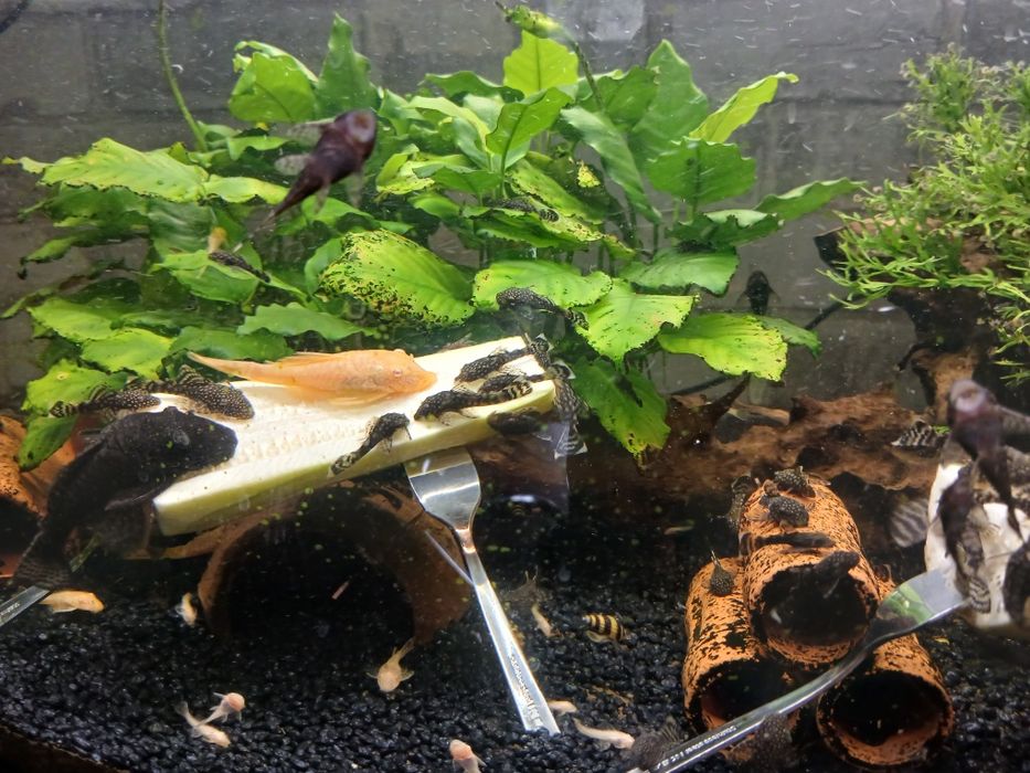 Młode glonojady/zbrojniki