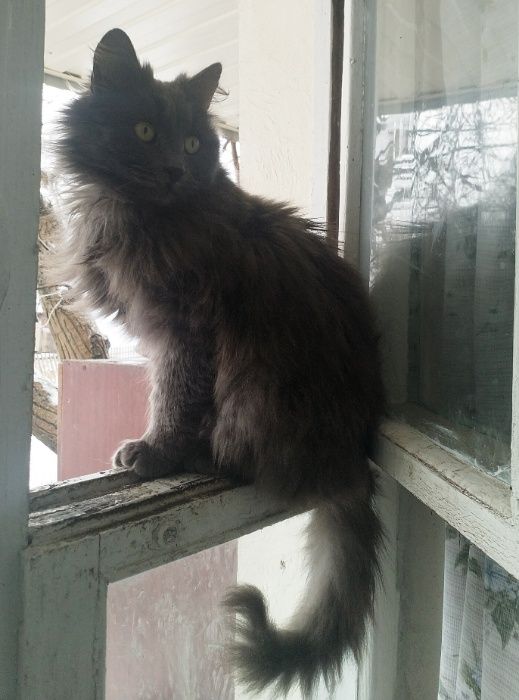 Кошечка Рада (стерилизована)