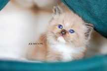 Kocurek ragdoll,jedyny taki chłopczyk