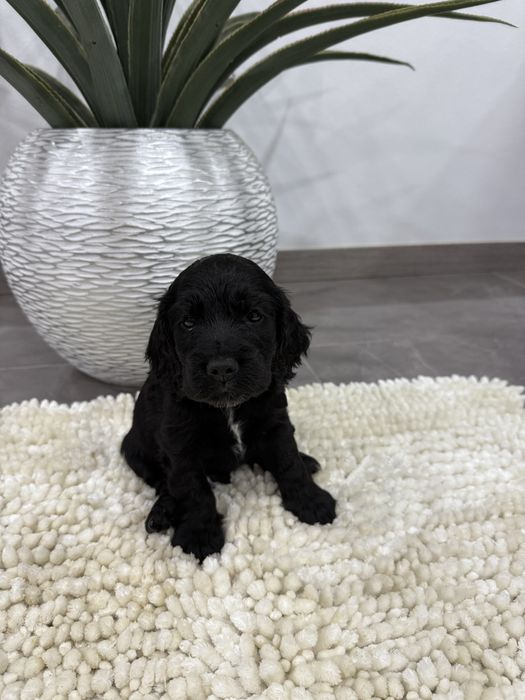 Cocker spaniel  inguels