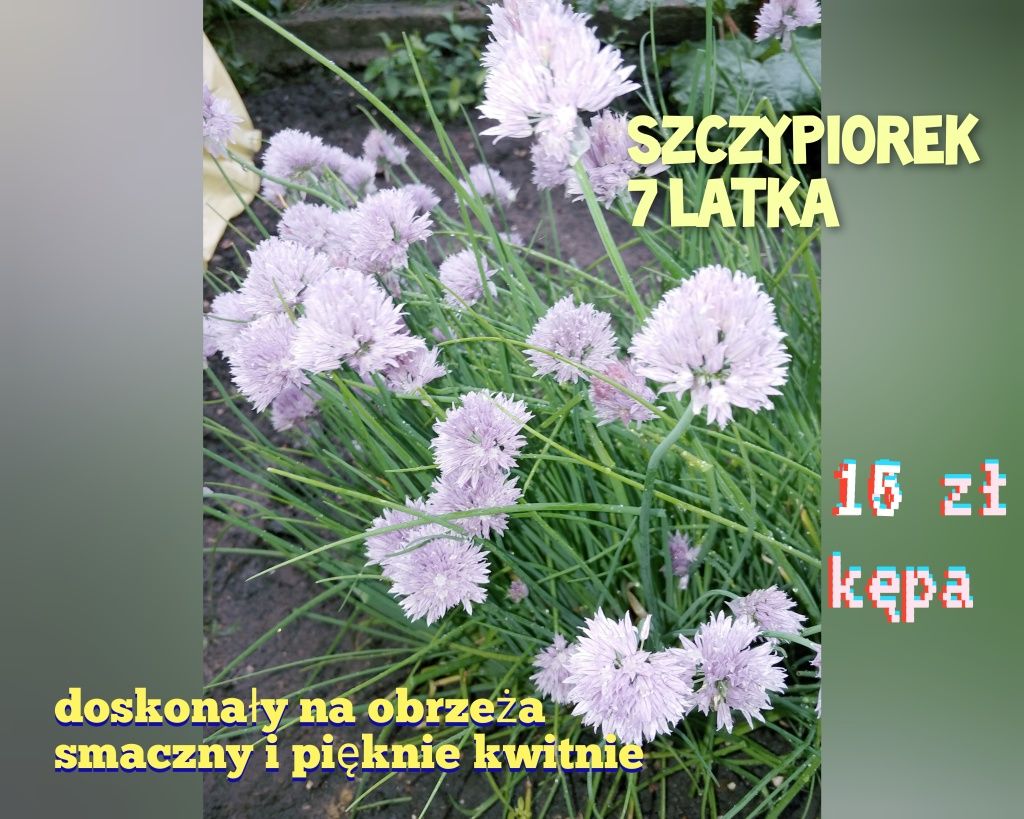szczypiorek siedmiolatka 1 doniczka