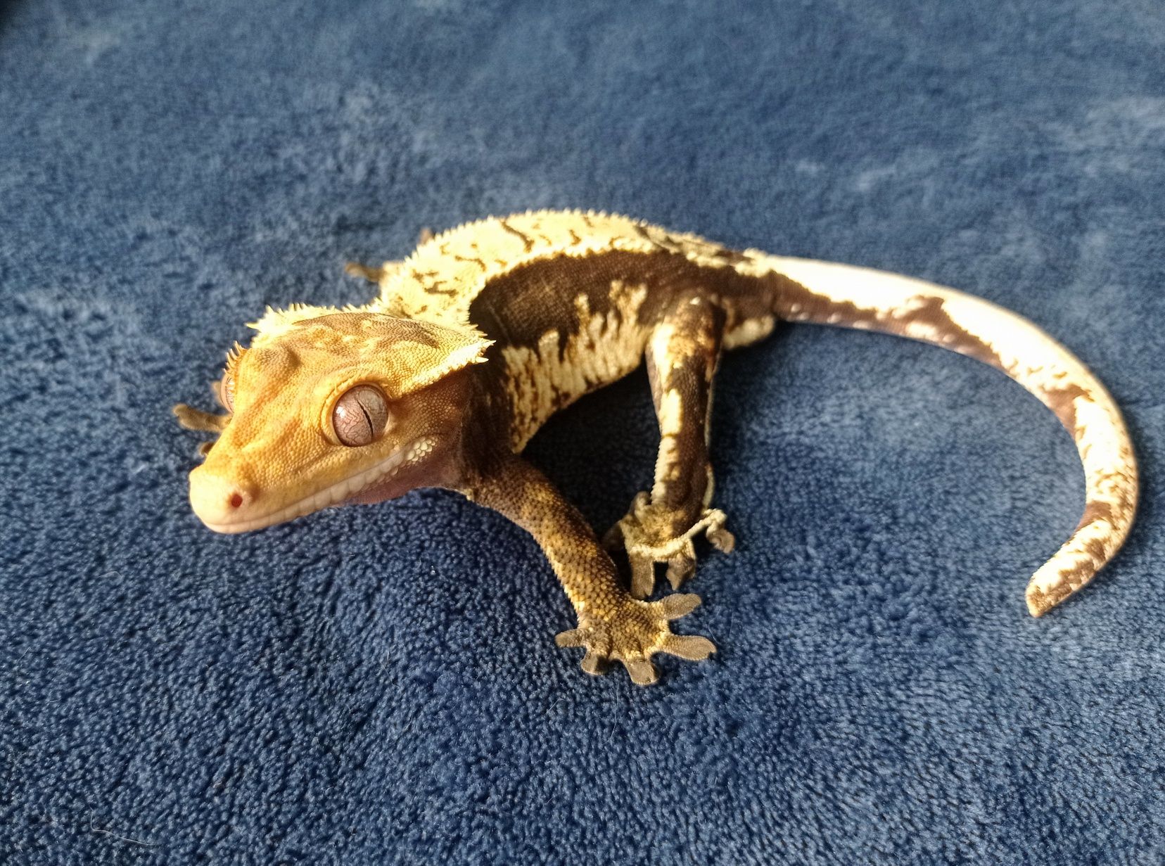 Gekon orzęsiony / Crested Gecko