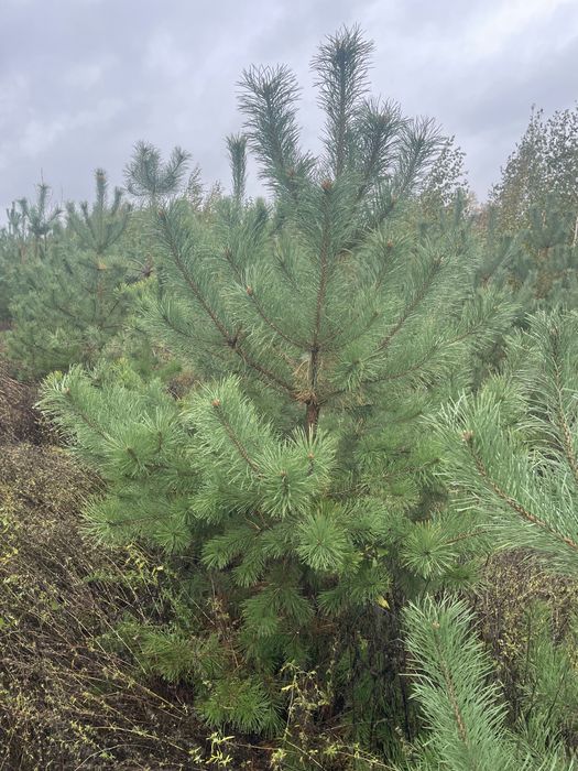 Сосна , ялинка новорічна оптом, звичайна , кримська