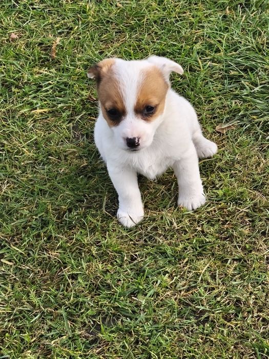 Jack Russell Terrier