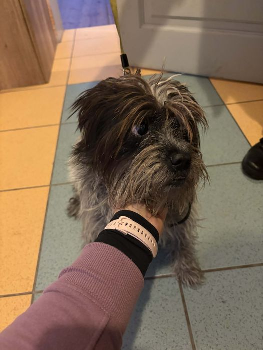 Sunia w typie Shih Tsu ,szuka domu.