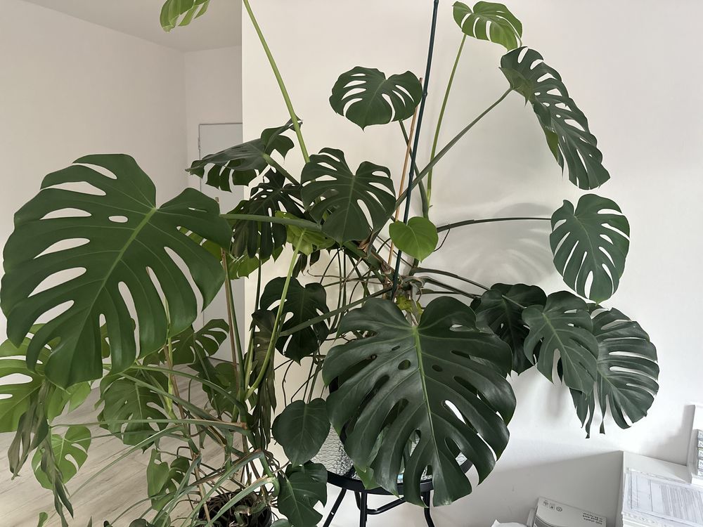 Monstera ogromna w donicy