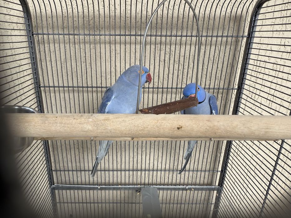 Aleksandretta aleksandretty