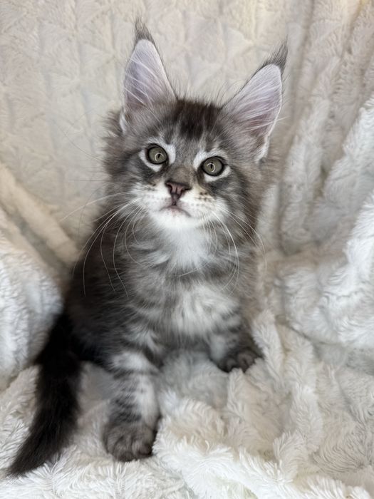 Kocurek Decoandcookoe *PL Maine Coon Felis/FiFe