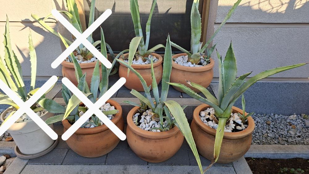 Agawy z doniczka. Cena za sztukę. Wrocław