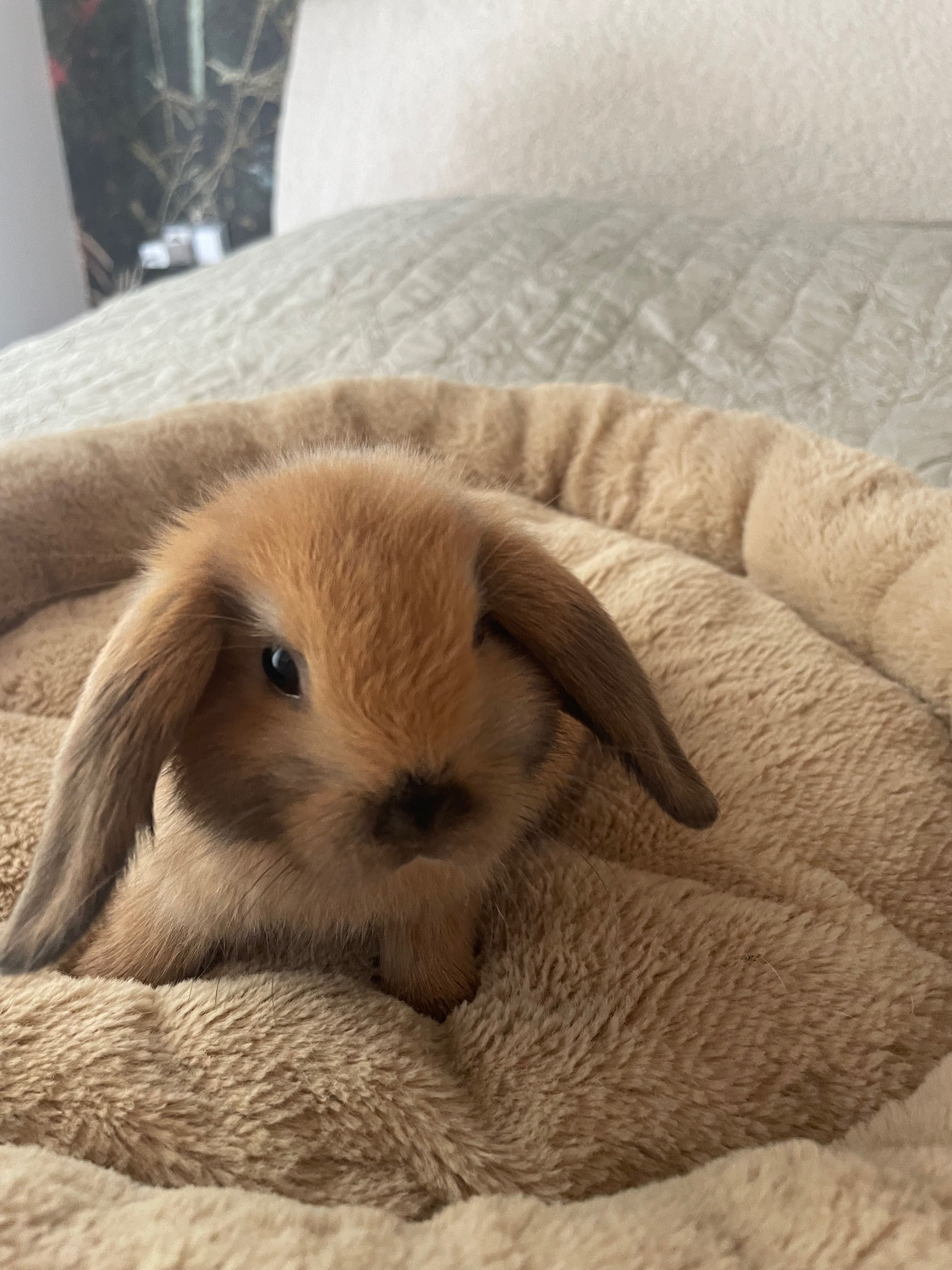 Królik mini lop rudy  samica