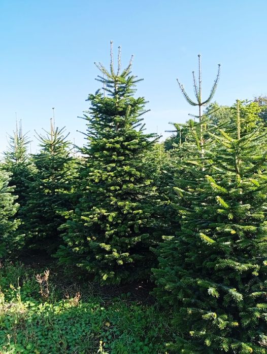 Jodła kaukaska 220-270 STANDARD