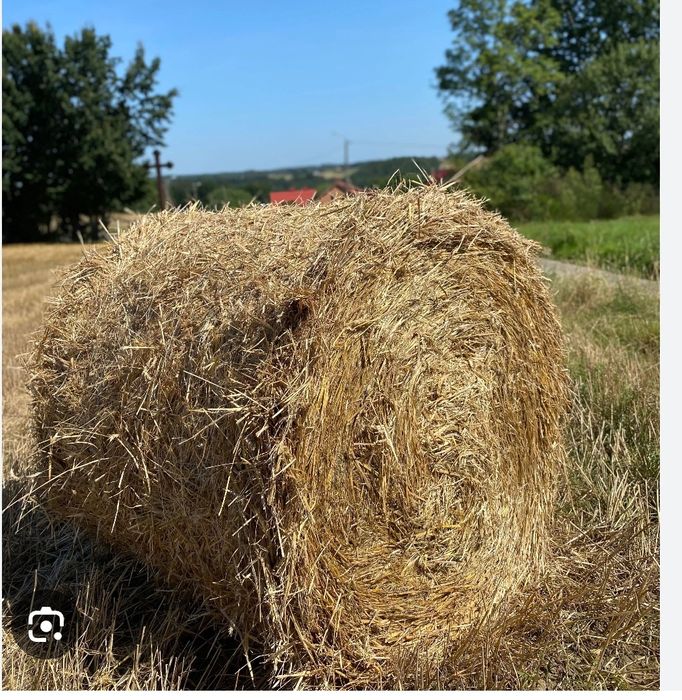 Słoma przenżyto tegoroczna