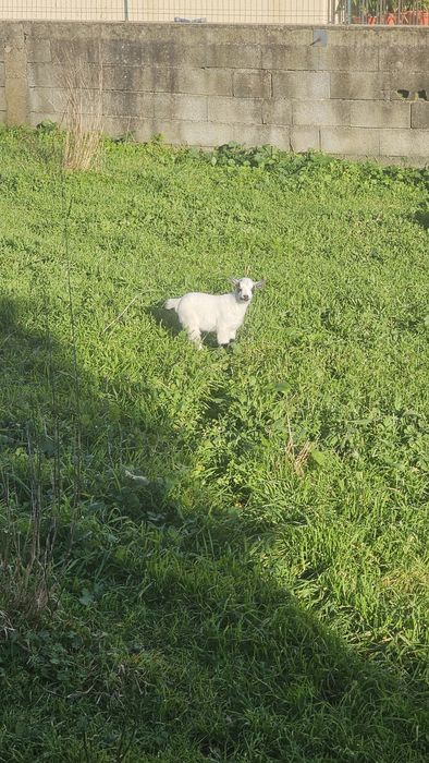 Cabrito anão  Macho