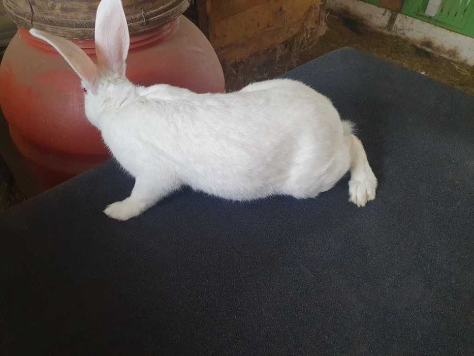 Samiec Termondzki Biały