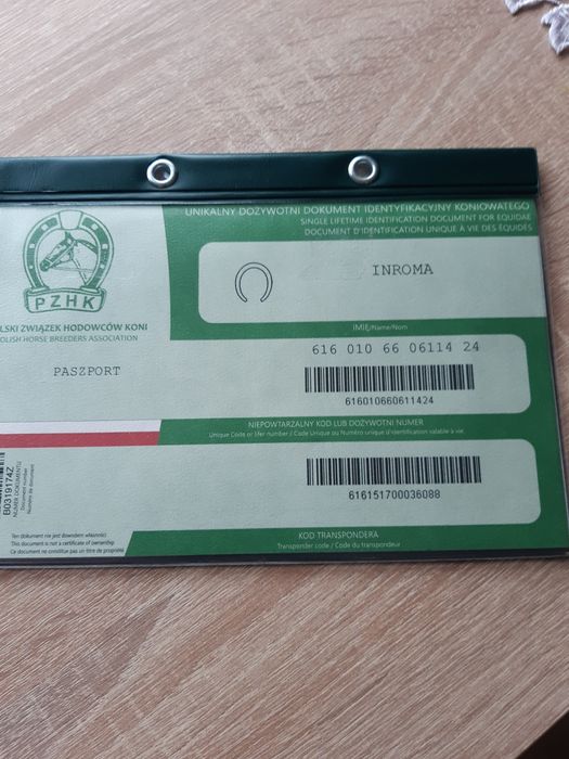 Źrebica zimnokrwista