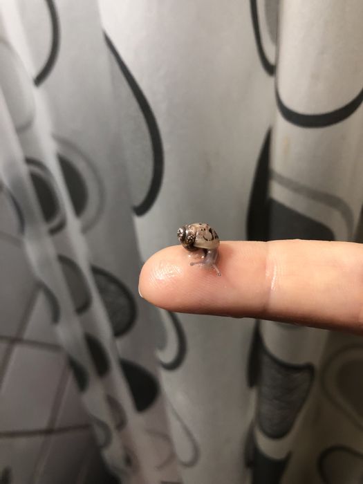 Продам равлика іммакулята