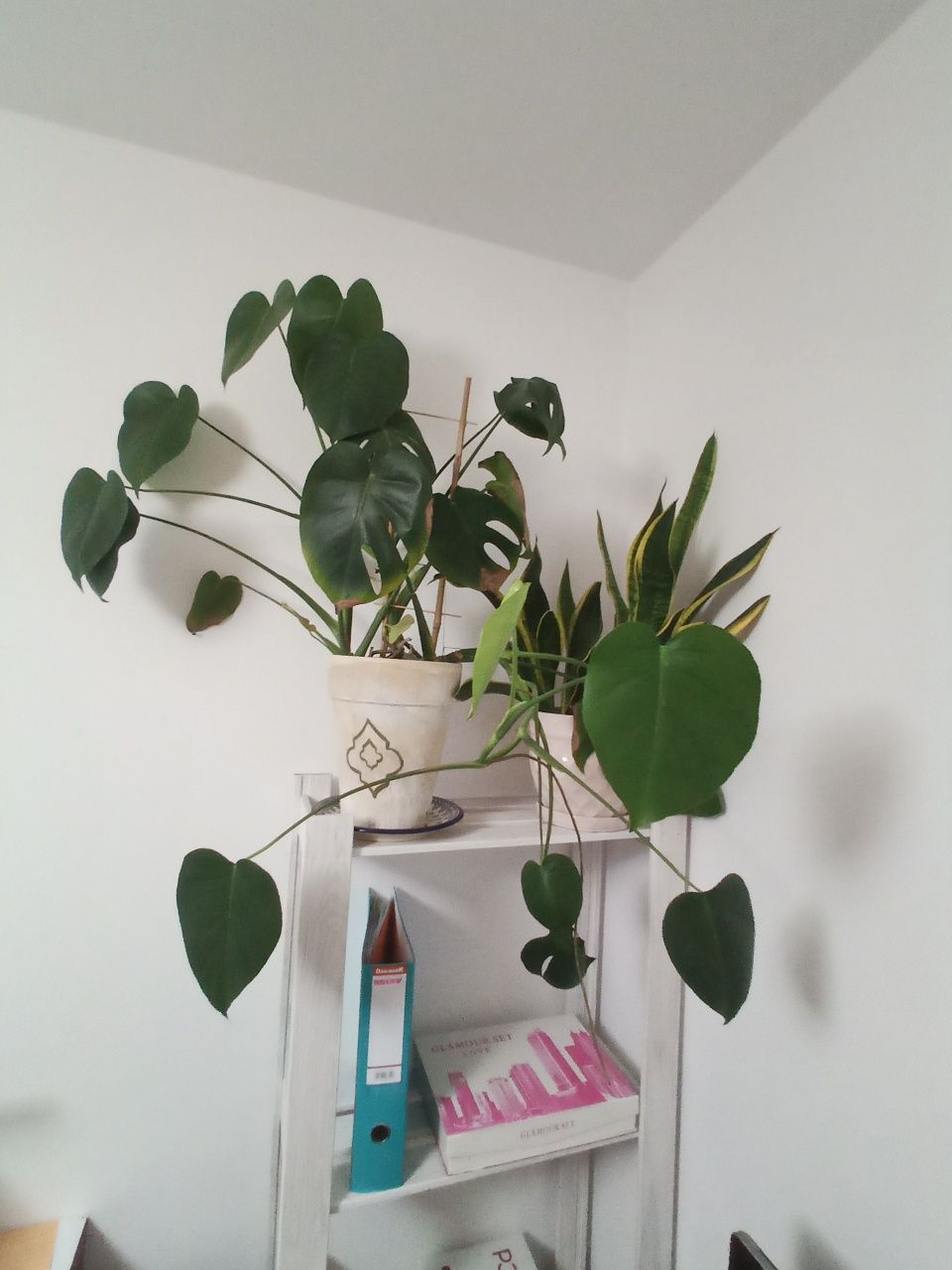 Monstera. Bardzo duża. Ceramiczna ręcznie malowana donica.