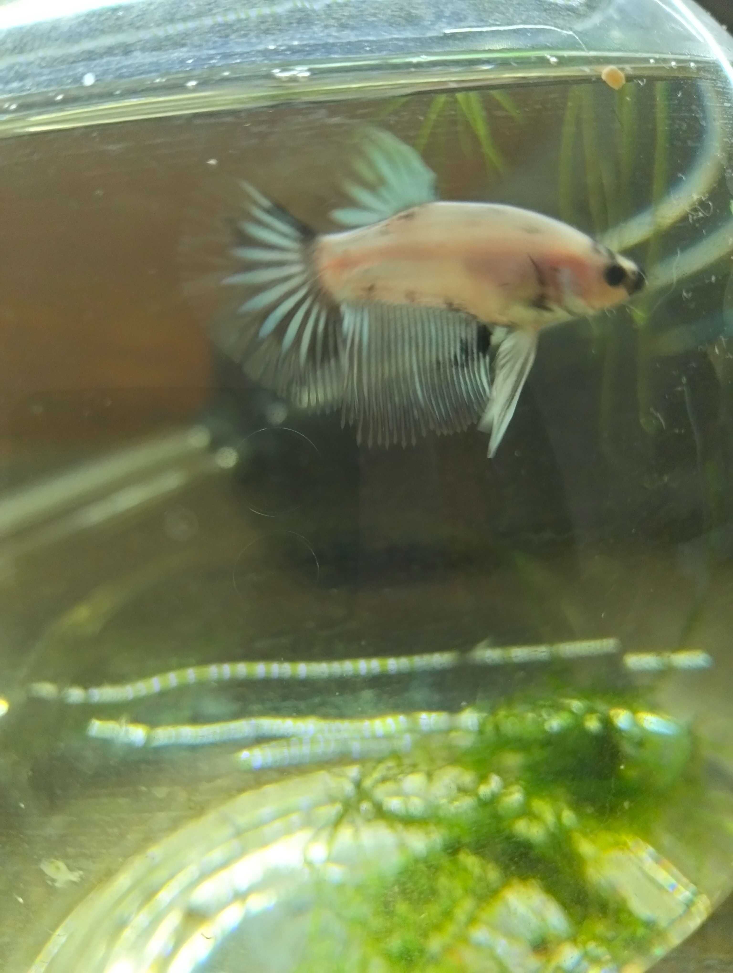 Bettas Machos Ornamentais – Várias Cores e Padrões