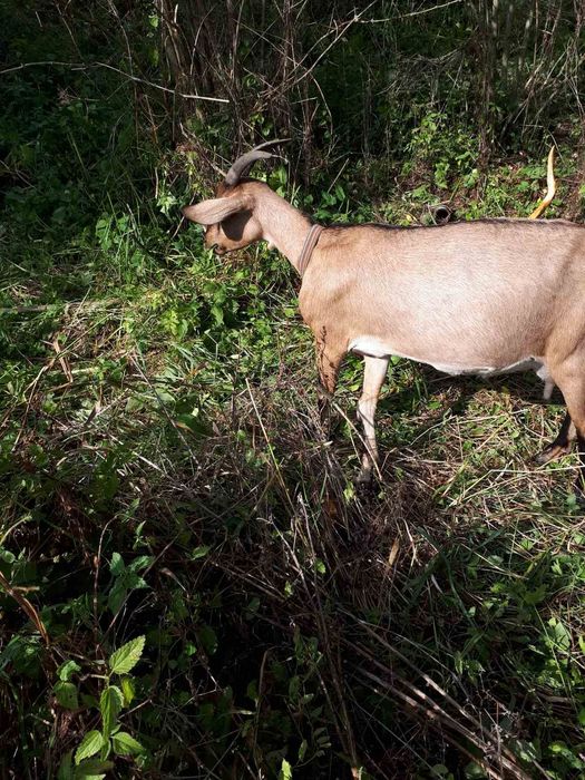 Продається. молода козичка після першого окоту.