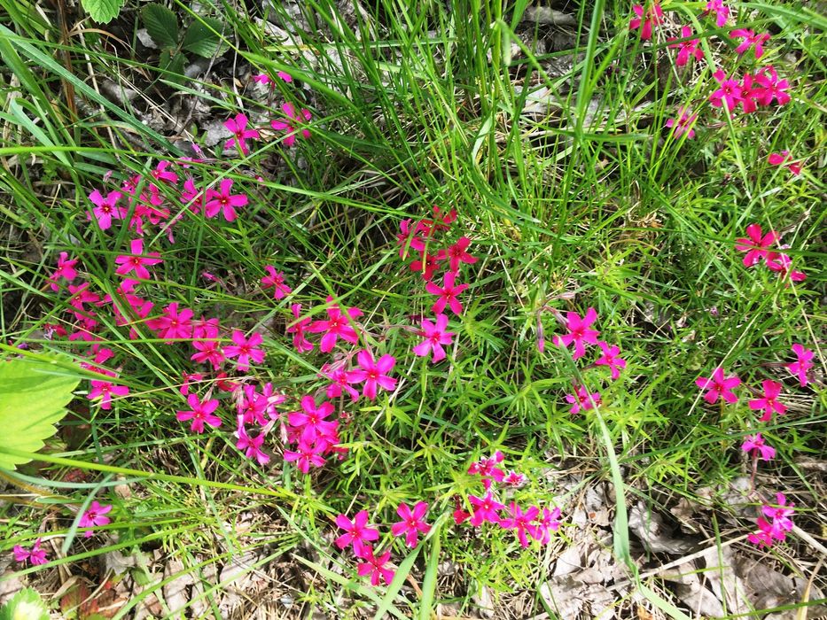 Продам цікаву земельну ділянку 17 соток біля Козова Тернопіль обл.