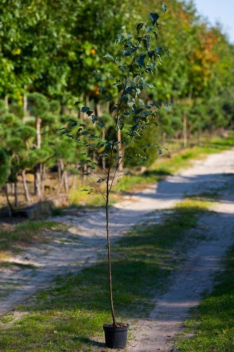 Brzoza Brodawkowata (Betula Pendula) wysokość 120- 150 cm, donica 3l