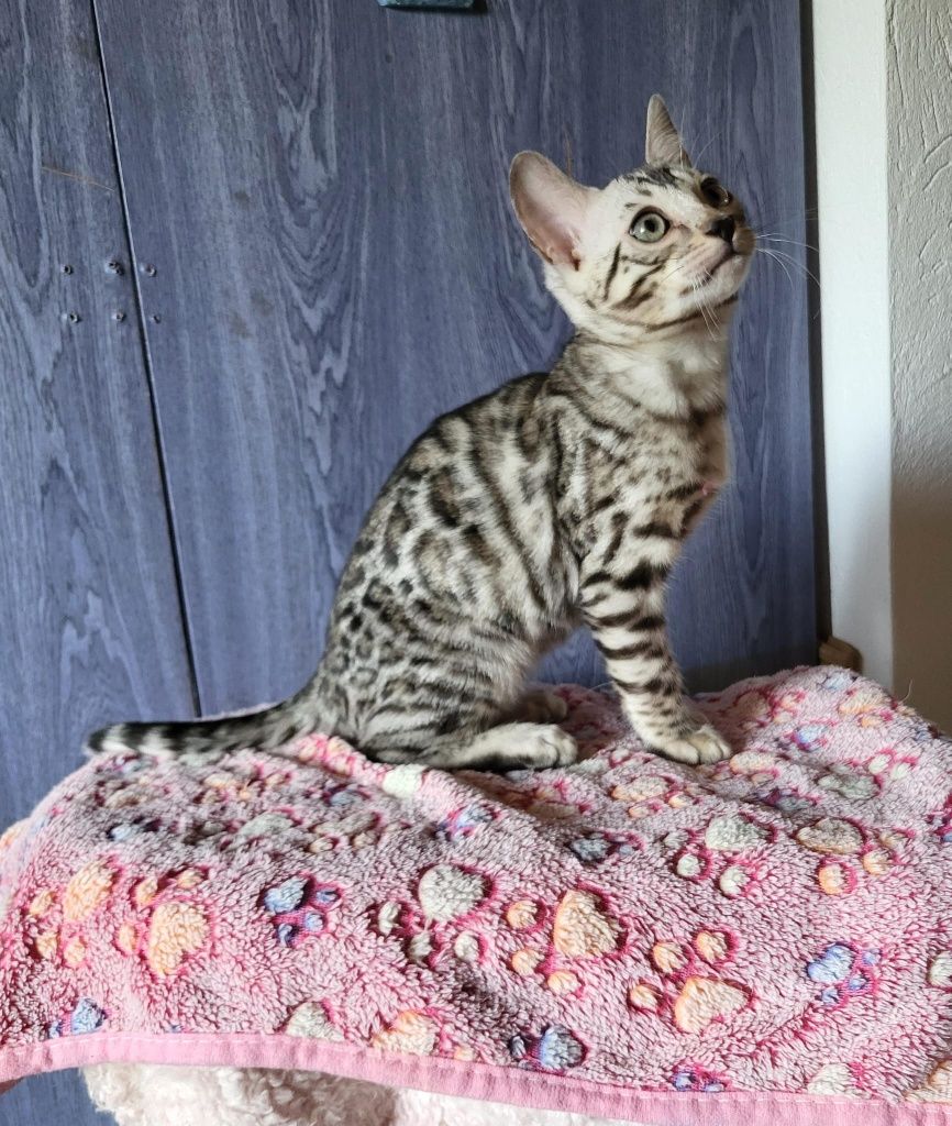 Srebrny kocurek bengalski kot kocur bengal rodowód