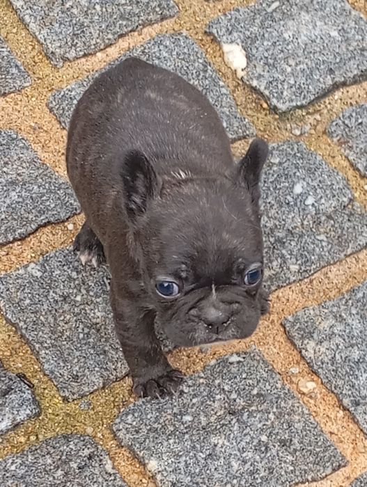 Bulldog Francês fêmea disponível