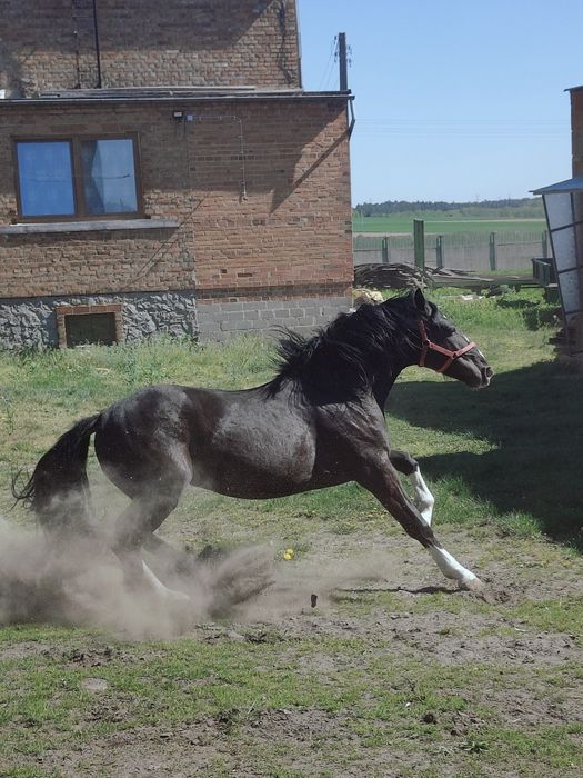 Ogier typ szlachetny