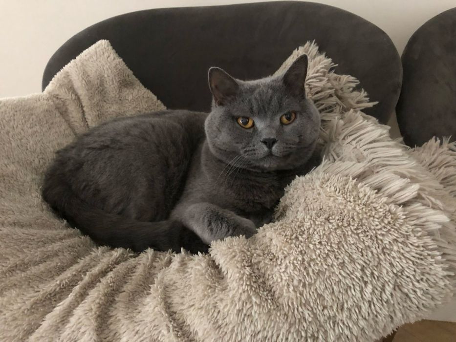 Шотландські кошенята , шотландские котята