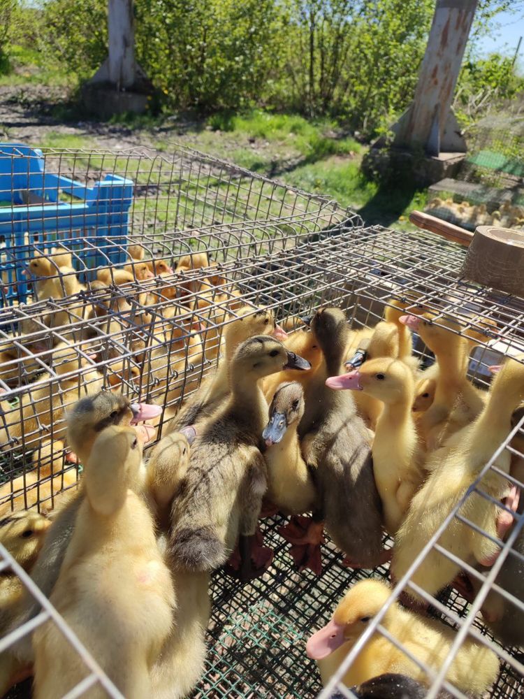 Продаж птиці