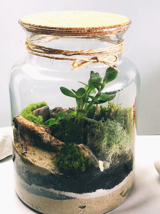 Las w szkle Lasy w bańce, słoiku, ekosystem