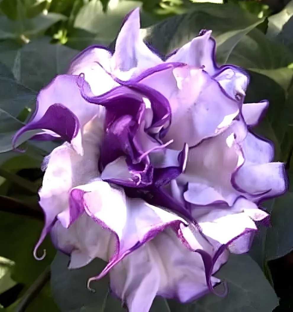 unikatowe sadzonki datury metel purple trąbki diabła