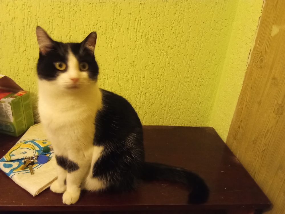 Do pilnej adopcji
