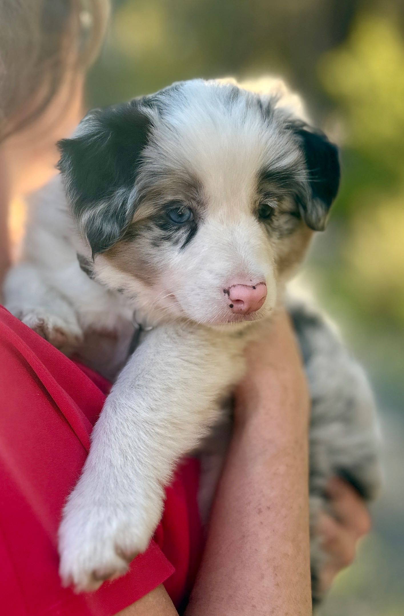 Border Collie FCI / ZKwP