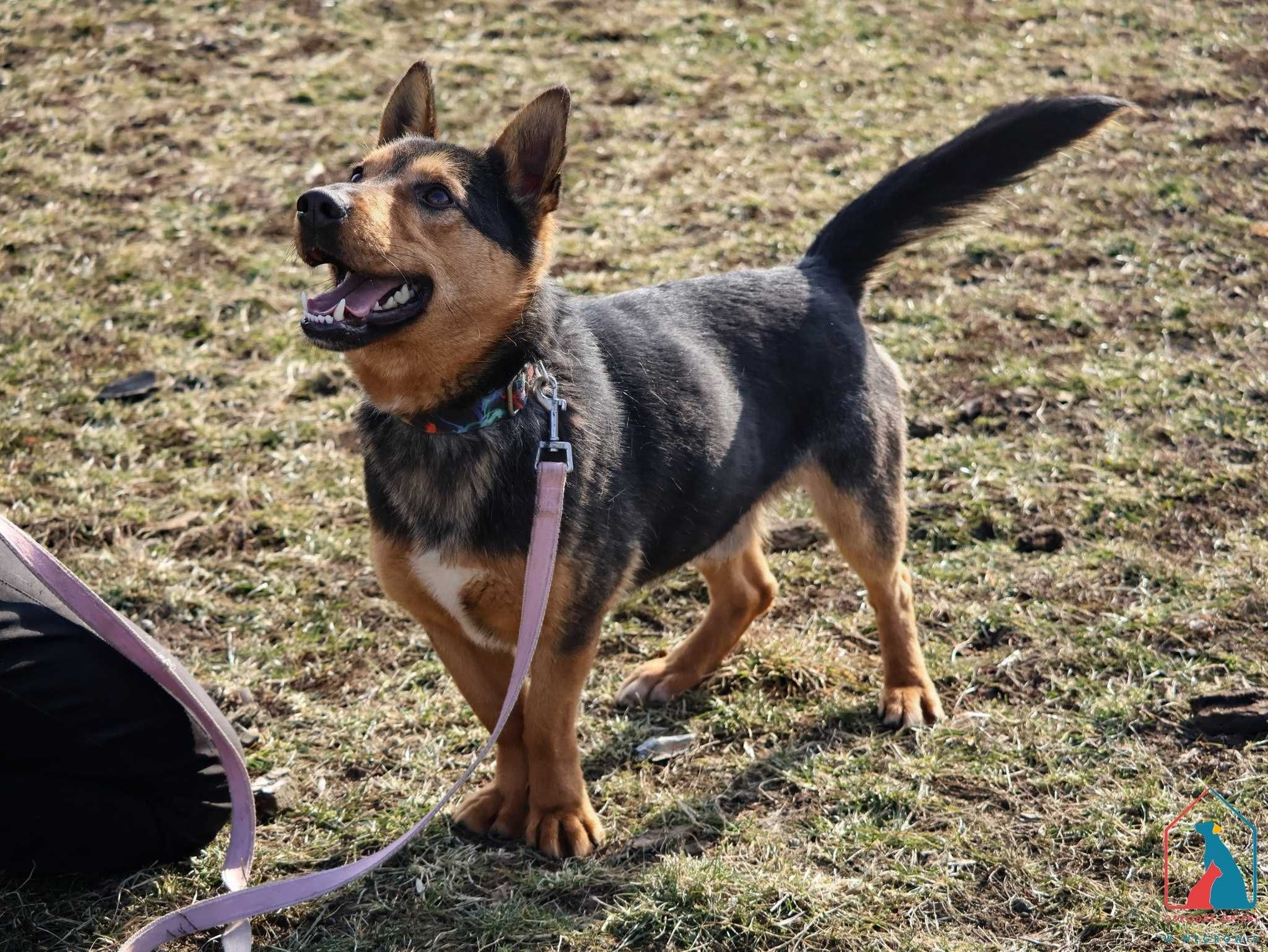 MŁODY, 13 kg, wesoły i towarzyski, lubi bawić się piłką, kocha ludzi