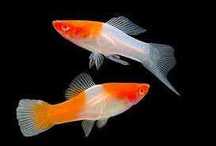 GB Mieczyk KOI Xiphophorus helleri Koi