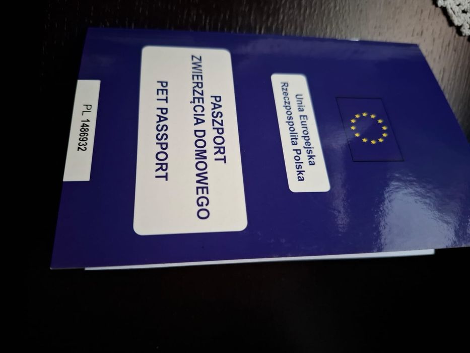 Maltańczyk wyjątkowy śliczny piesek