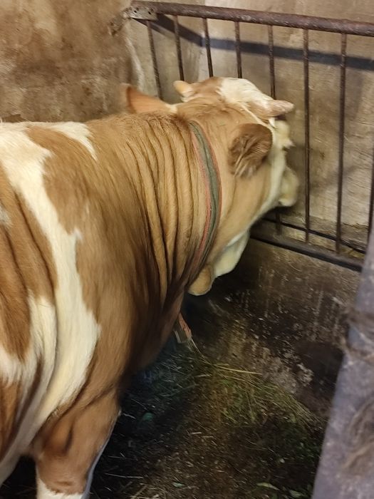 Jałówka 10 miesięcy