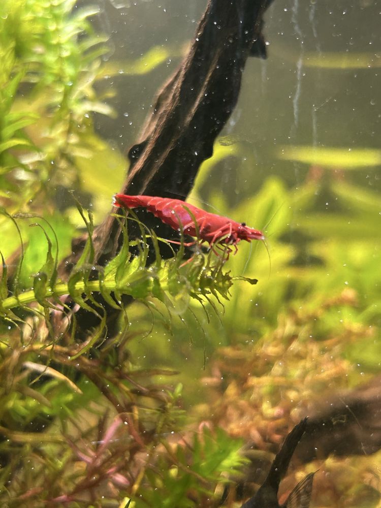 Krewetki Red Cherry