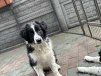 Pies border collie czarno biały