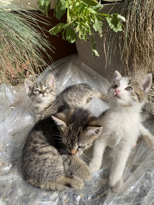 Oddam przyjazne kotki w dobre ręce
