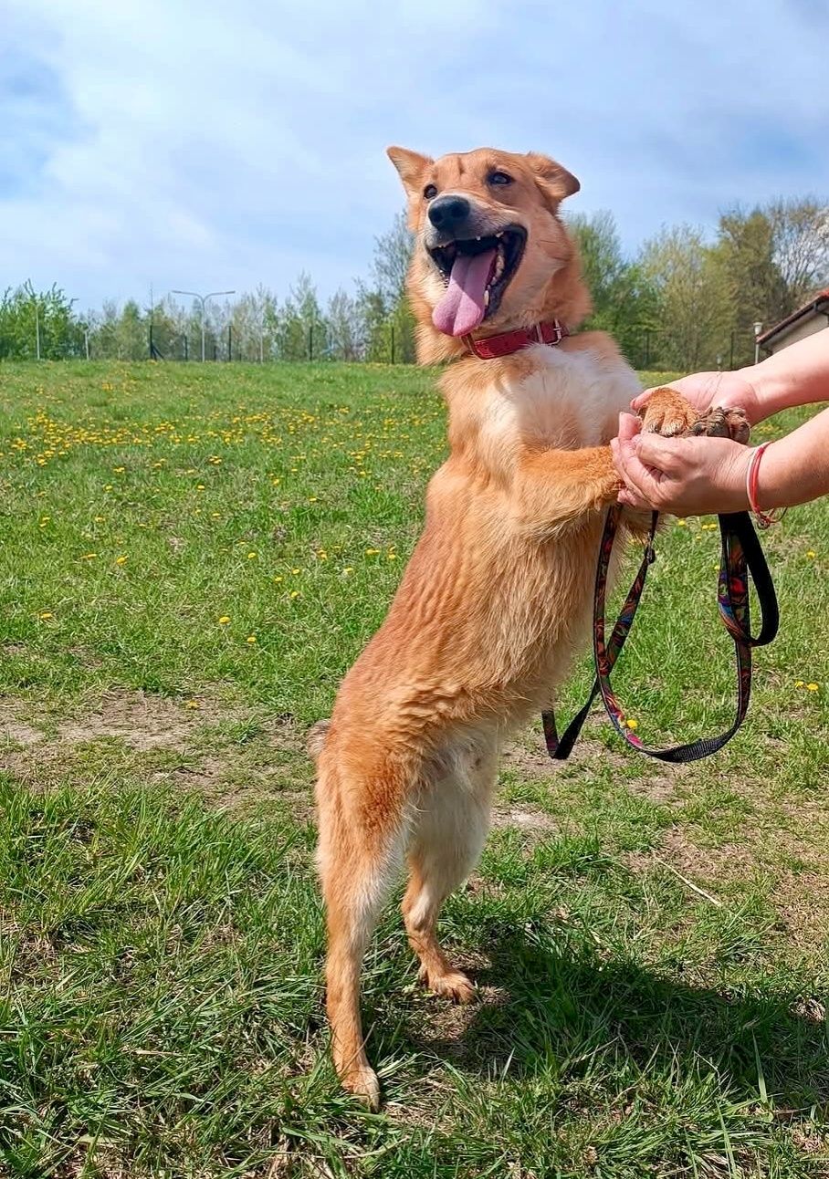 Jacuś gorąco poleca się do adopcji..