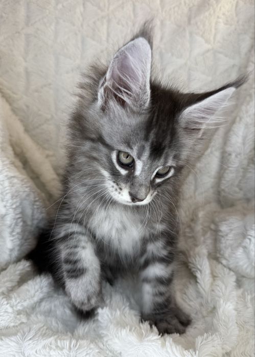 Kocurek Decoandcookoe *PL Maine Coon Felis/FiFe