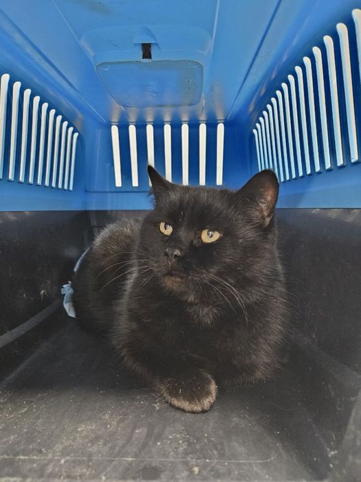 Кошка молодая метис британская черная