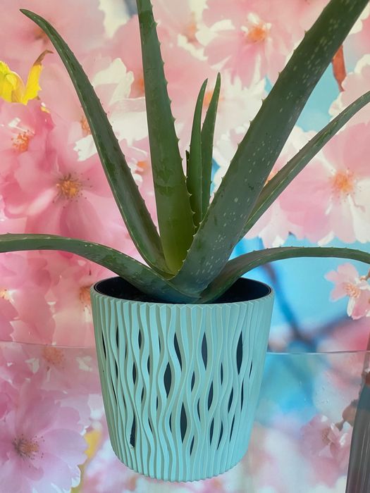 Aloé Vera Medicinal