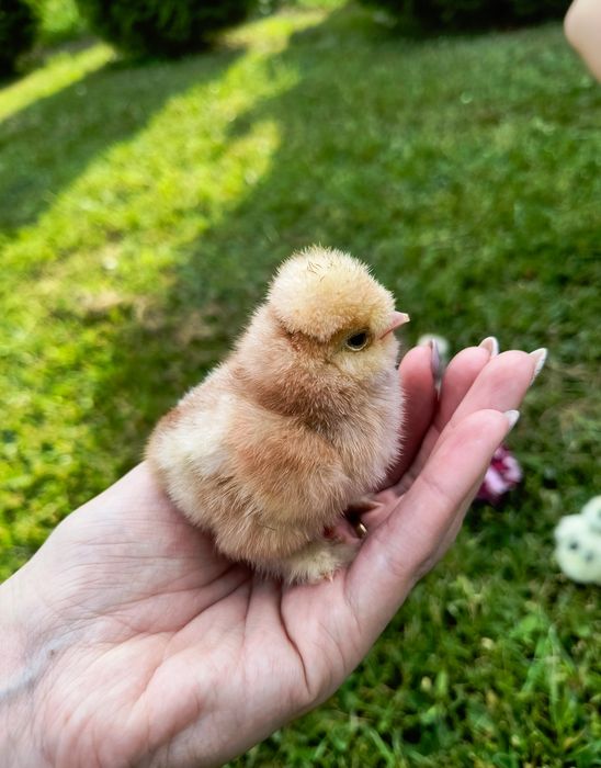 Jajka lęgowe lęgi jaja silki silka USA kurczęta