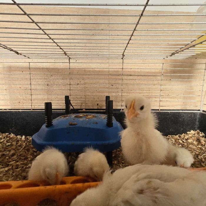 Pintos Puros Leghorn Legorne Brancos White